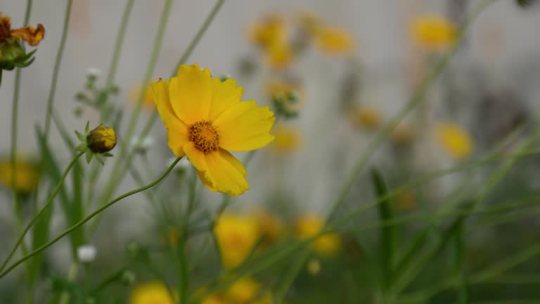 Lance-leaved coreopsis blowing in the wind