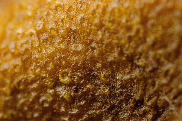 a very close up view of a food item in yellow
