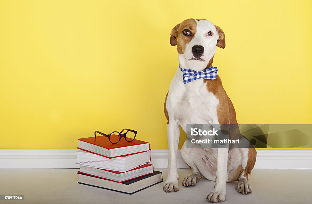 Torna a scuola con il mio migliore amico - Foto stock royalty-free di Cane