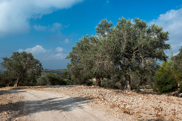 istock Olive trees at a country road near Jerusalem 178917448