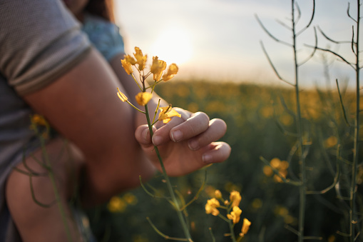 Little child's hand taking a flower in field on a sunset.