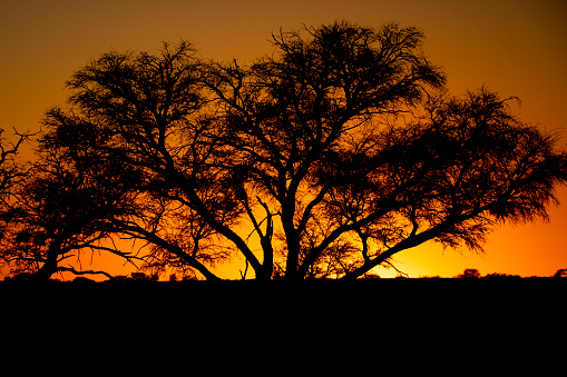 A beautiful sunset in the South African Kalahari desert.