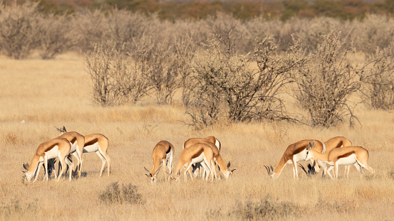 A herd of springbok ( Antidorcas Marsupialis) grazing, Etosha National Park, Namibia.  Horizontal.