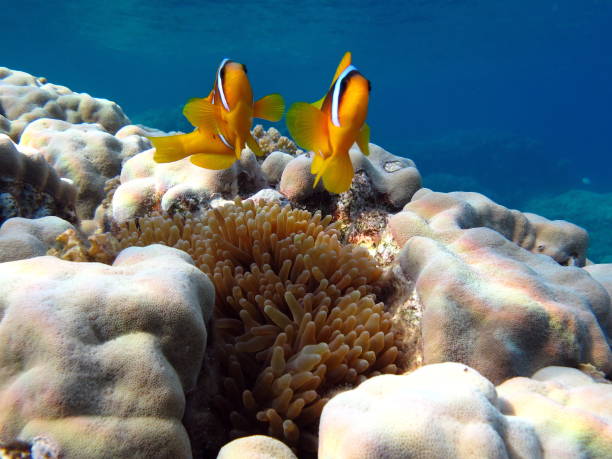 istock Red sea clown fish. Nemo . 1789207097