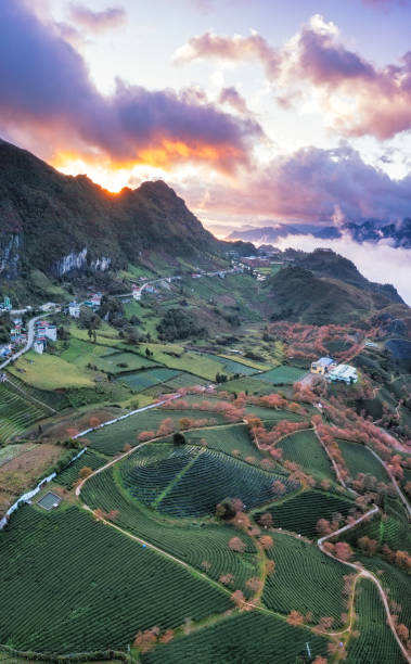 istock Cherry blossom and tea hill in Sapa, Vietnam. 1789210866