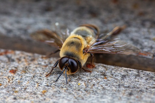 The image shows a large bee gathering pollen while perched on the ground
