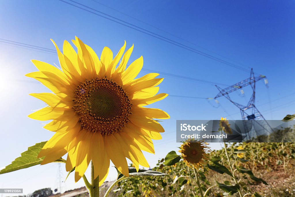 Girasole e potenza elettrica - Foto stock royalty-free di Acciaio