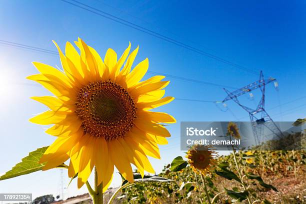 Girassol E De Energia Eléctrica - Fotografias de stock e mais imagens de Agricultura - Agricultura, Ajardinado, Amarelo