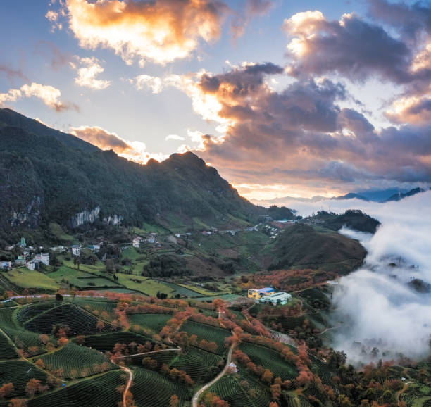istock Cherry blossom and tea hill in Sapa, Vietnam. 1789214097
