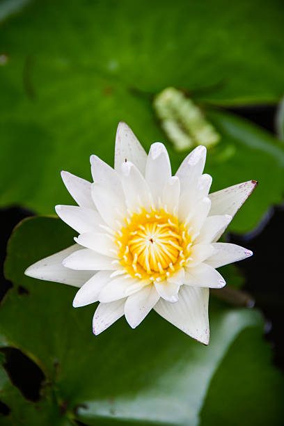 istock White lotus flower blooming 178921530