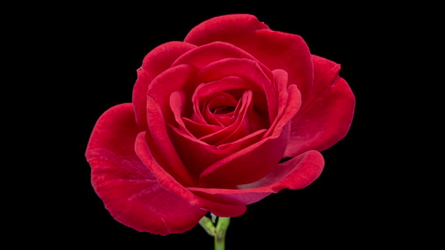 Beautiful opening pink rose on black background. Holiday, love, birthday design backdrop. Bud closeup. Macro. 4K video timelapse