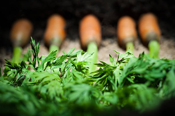 A stock photo of carrot tops close up