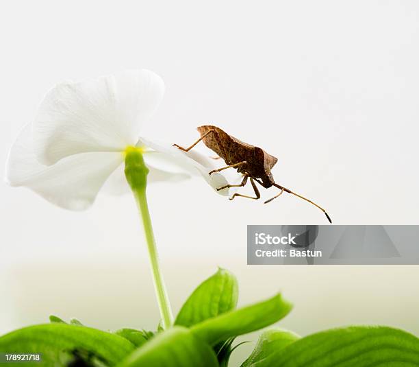 Wild Hemiptera Foto de stock y más banco de imágenes de Pentatómidos - Pentatómidos, Animal, Despegar - Aviones