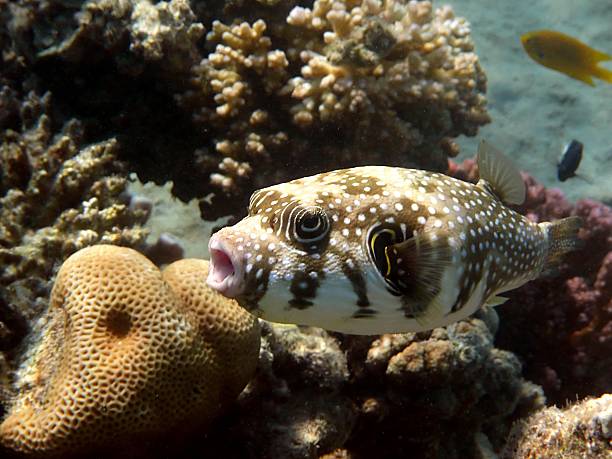 istock White-spotted puffer (Arothron hispidus). Red Sea, Egypt. 178922348