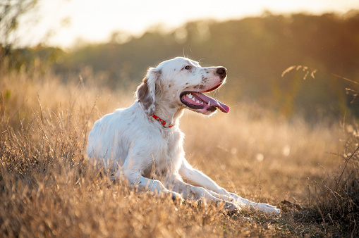 A charming white dog lies on the lawn in the park in the rays of the morning sun. A young dog of the English Setter breed. Hunting dogs. Soft focus.