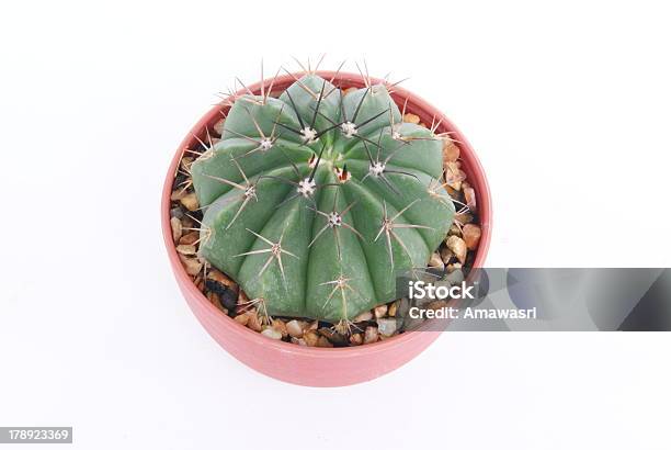 Foto de Cactus Em Uma Panela e mais fotos de stock de Alto - Descrição Geral - Alto - Descrição Geral, Arbusto, Botânica - Assunto