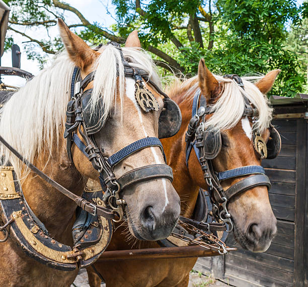 istock Through the flemish fields with horse and covered wagon. 178923370