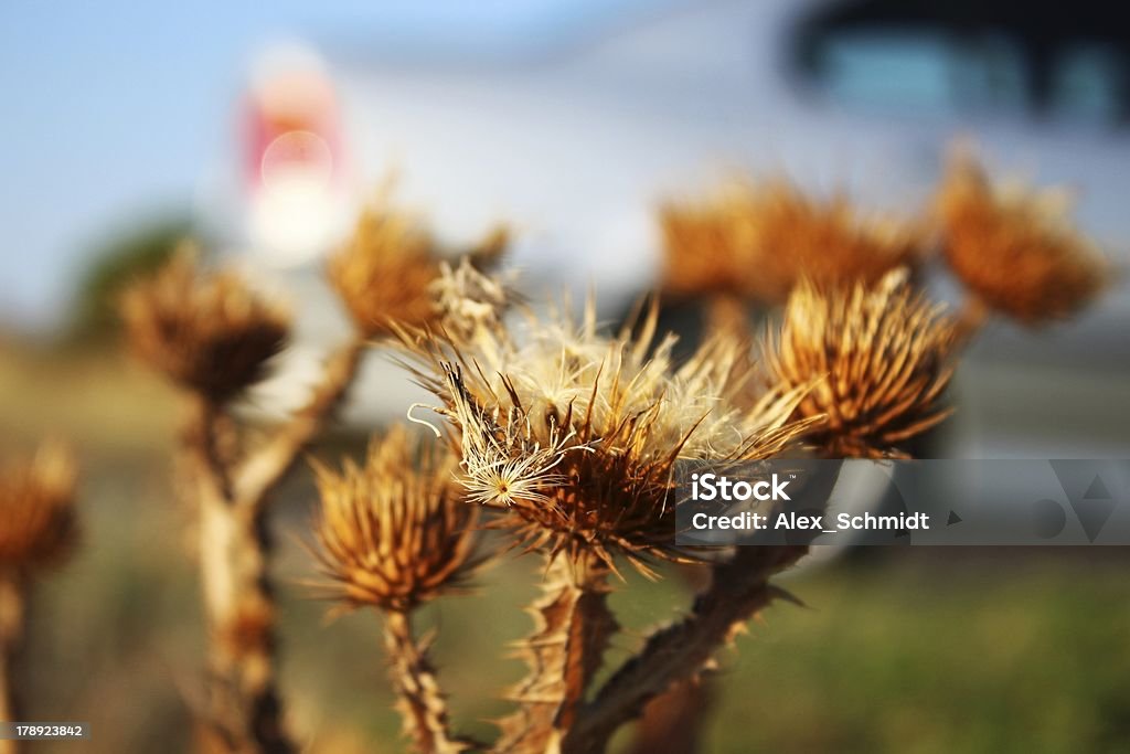 Cardo seca com fundo de Carro - Royalty-free Amarelo Foto de stock