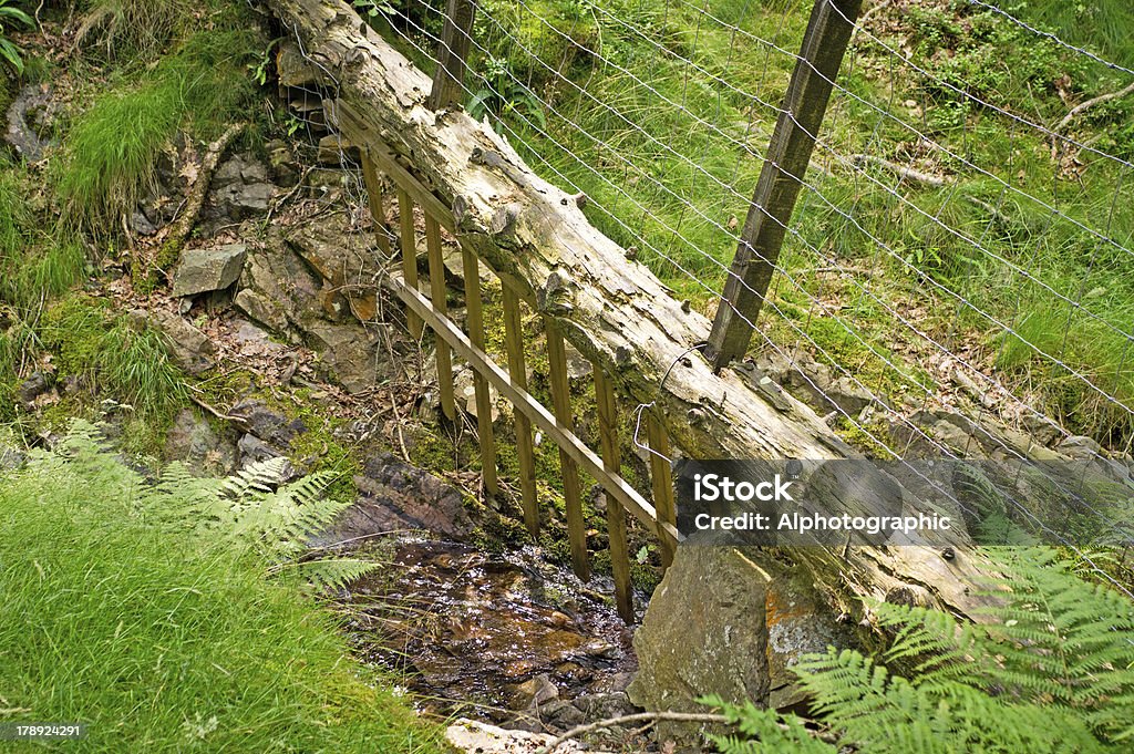 Cumbria parete su flusso - Foto stock royalty-free di Albero