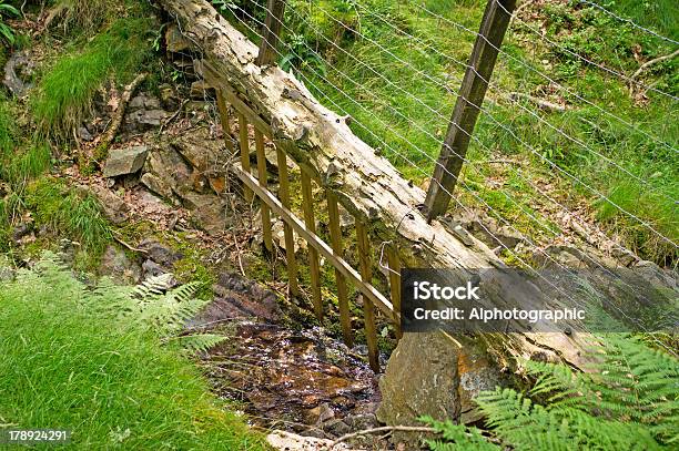 Cumbria Parete Su Flusso - Fotografie stock e altre immagini di Albero - Albero, Ambientazione esterna, Barriera