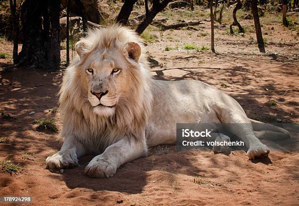 White Lion Stockfoto und mehr Bilder von Weißer Löwe - Weißer Löwe, Afrika, Ebene