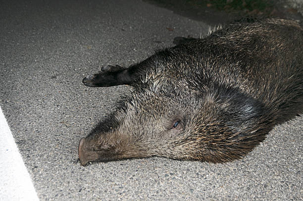 Wild boar road kill stock photo