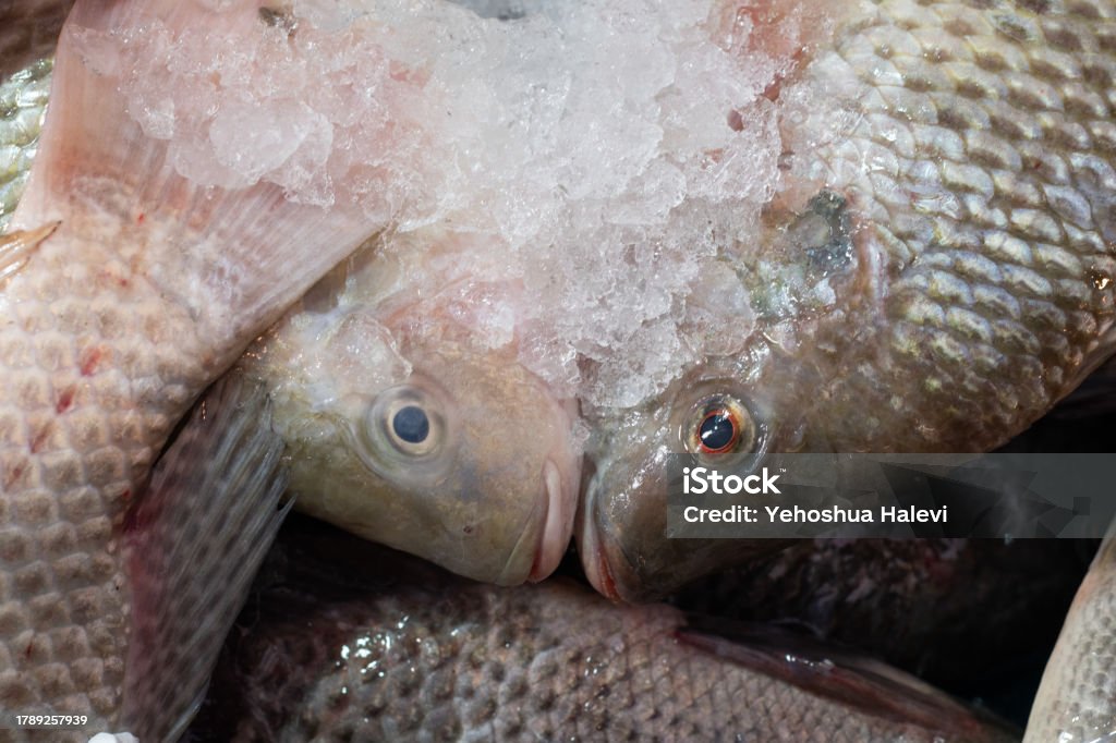 Fresh frozen fish on sale in Jerusalem's Machane Yehuda market Whole, frozen fish lie in shaved ice bins an offered for sale at Machane Yehuda, Jerusalem's traditional outdoor food market. Animal Body Part Stock Photo
