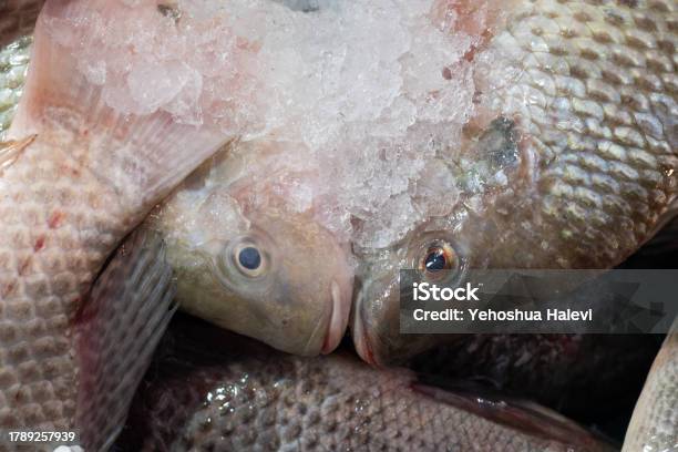 Fresh Frozen Fish On Sale In Jerusalems Machane Yehuda Market Stock Photo - Download Image Now