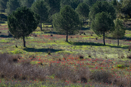 Abundant red anemone spring wildflowers grow in the early morning sunlight in a forest meadow in the Western Negev region of central Israel.