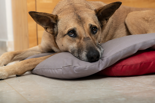 A sleepy dog lies on top of a dog bed with droopy, sad eyes