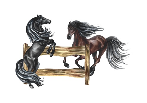 Horses near a wooden fence. Hand-drawn watercolor illustration. The horses get up and gallop. Isolate. For printing and stickers. For postcards, business cards and packaging. For banners, poster