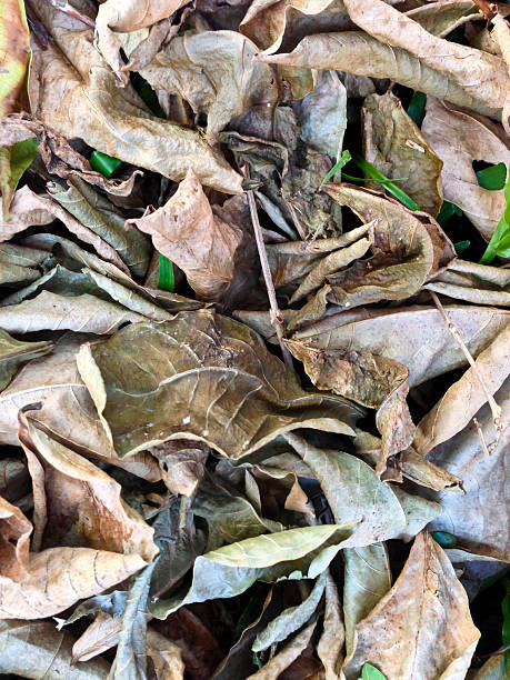 istock Singapore, dry leaf litter on forest floor. 178926313