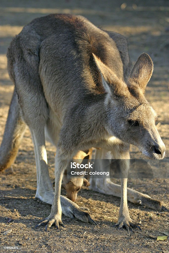 Kangaroo - Lizenzfrei Agrarbetrieb Stock-Foto