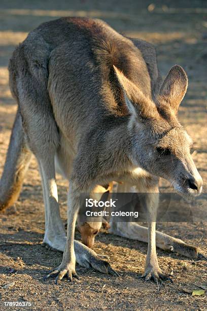Kangaroo Stockfoto und mehr Bilder von Agrarbetrieb - Agrarbetrieb, Aussicht genießen, Australien