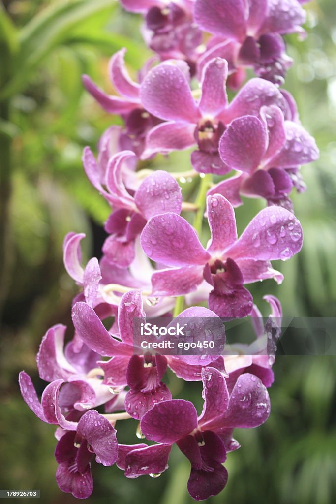 Rosa Orchideen - Lizenzfrei Asiatische Kultur Stock-Foto