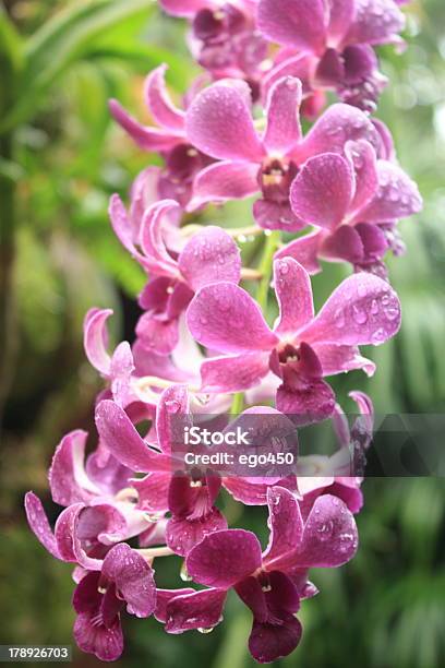 Rosa Orchideen Stockfoto und mehr Bilder von Asiatische Kultur - Asiatische Kultur, Asien, Ast - Pflanzenbestandteil