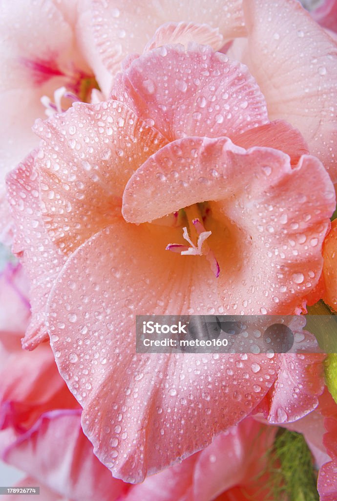 Blume mit Gladiole - Lizenzfrei Baumblüte Stock-Foto