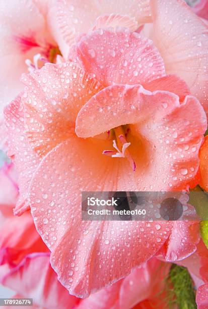Blume Mit Gladiole Stockfoto und mehr Bilder von Baumblüte - Baumblüte, Blume, Blüte