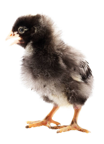 istock Isolated Dominique chicken chick 1789268427