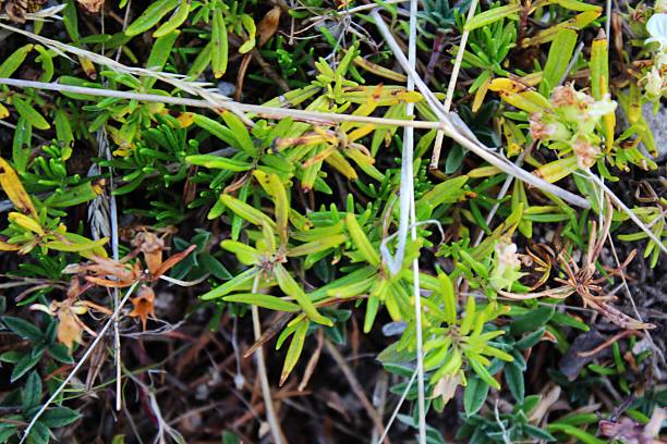 istock Green-yellow wild plant 178927100