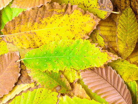 Chestnut leaves background in autumn
