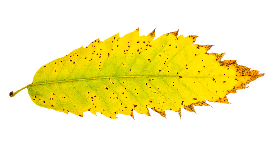 Isolated chestnut leaves in autumn