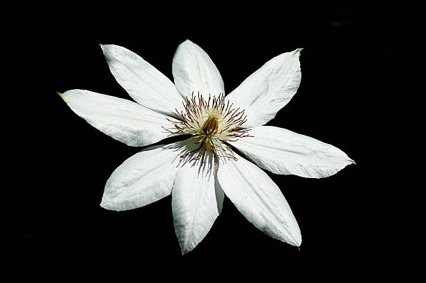Details armandii flower