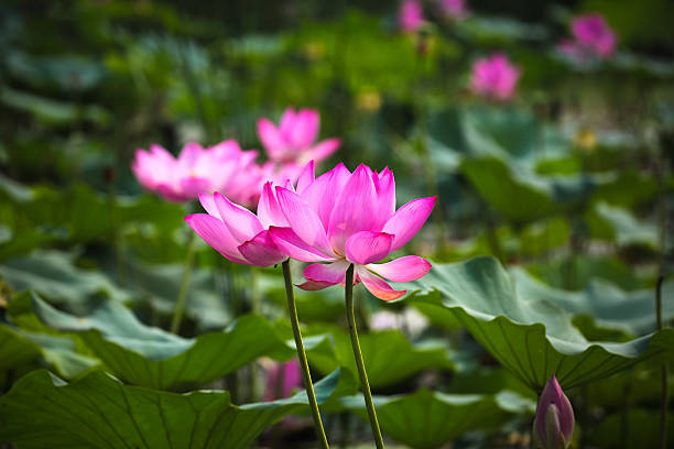 istock pink lotus flower in bloom 178929113