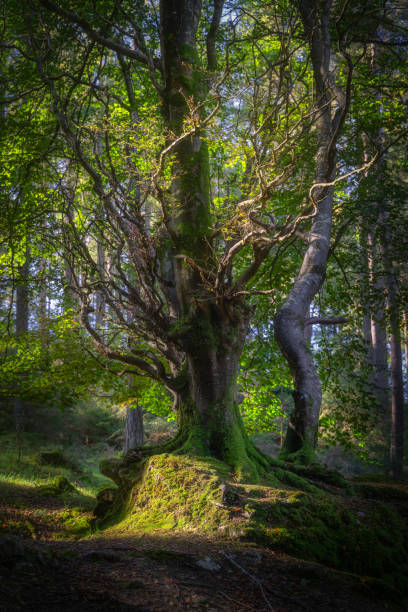 istock Old forest with old beech trees illuminated by sunlight. Glendalough, Wicklow Mountains, Ireland 1789292956