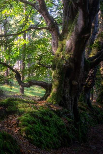 istock Old beech trees growing on old mossy stone wall, Glendalough, Wicklow Mountains, Ireland 1789292976