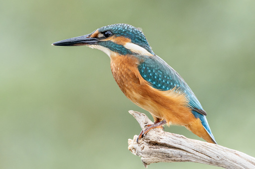 Common Kingfisher standing on a branch in Paris Seine River