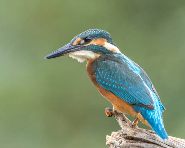 istock Common Kingfisher in Paris Seine River 1789299467