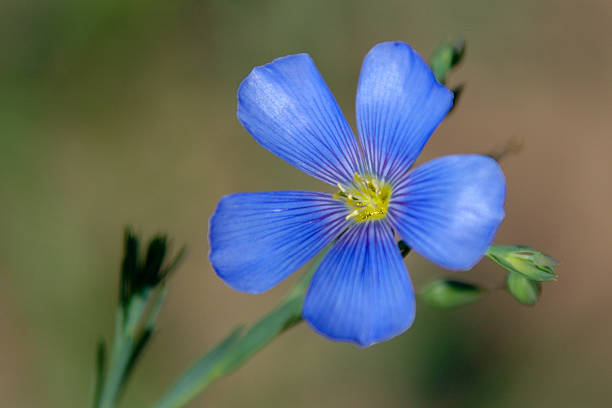 Flax Flower stock photo