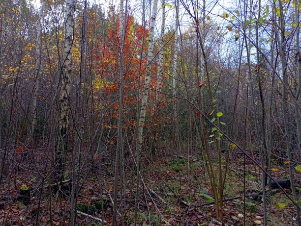 istock A fabulous autumn forest with densely planted young trees. A forest in late autumn with birches and other trees. 1789305126